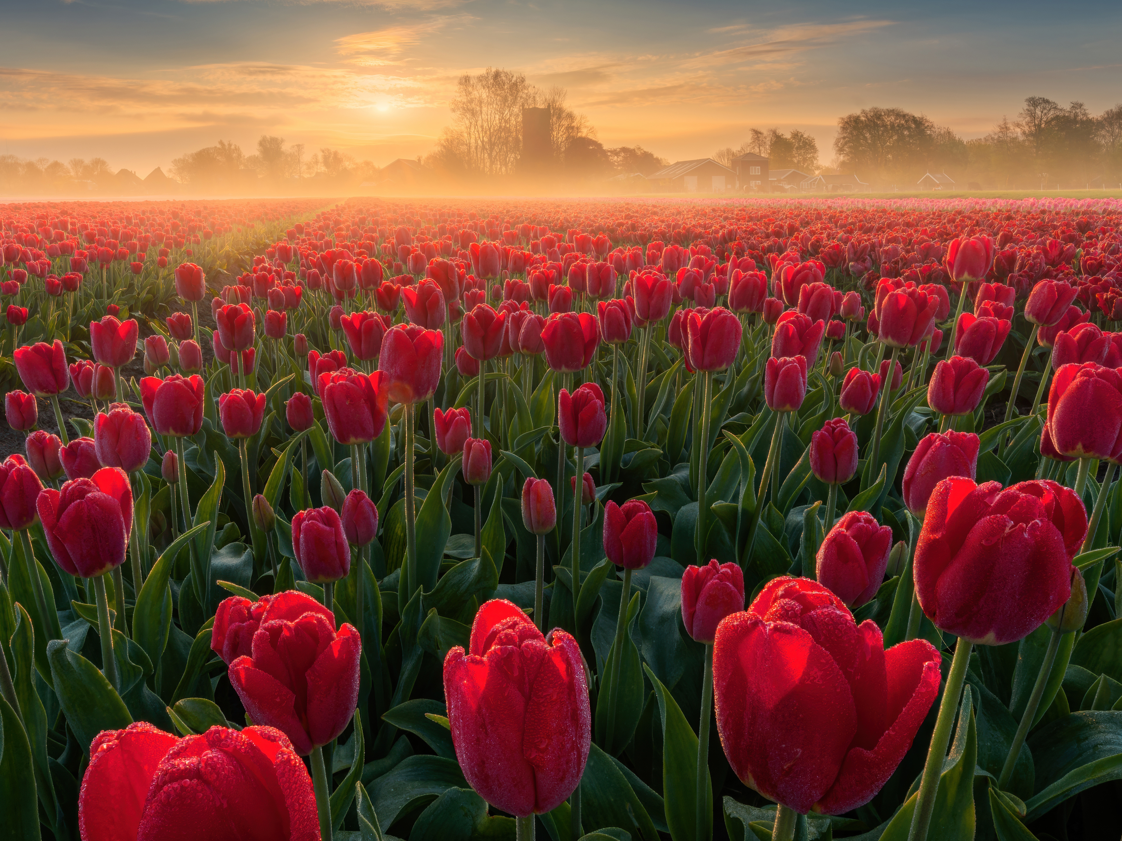 Colorful_Tulips_36