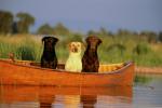 dog_001