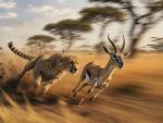 Animals Wallpapers
