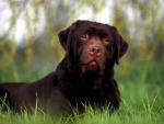 dog_005
