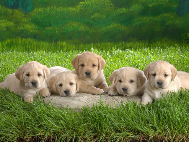 dog_006