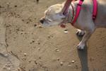 dog_007