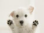 dog_009
