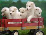 dog_012