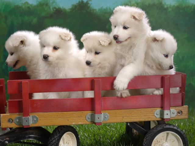 dog_012