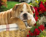 dog_014