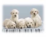 dog_015
