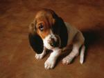 dog_020
