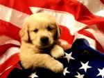 dog_023