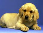 dog_024