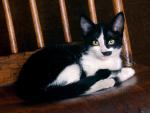 cat_04