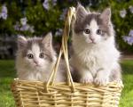 cat_14