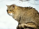 cat_18