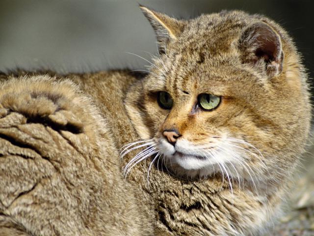 cat_19