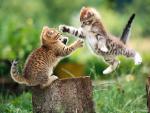 cat_25