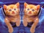 cat_29