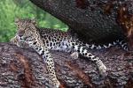 Leopard_04