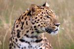 Leopard_05