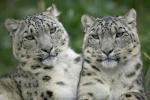 Leopard_07