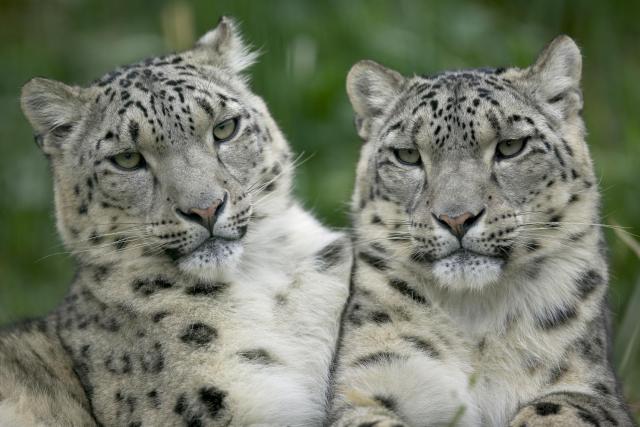 Leopard_07