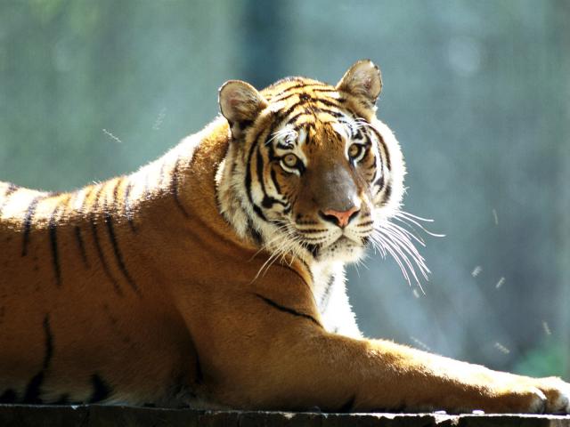 Tiger_04