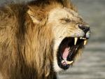 Lion_01