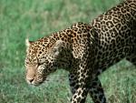 Jaguar_02