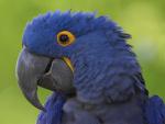 Birds_001