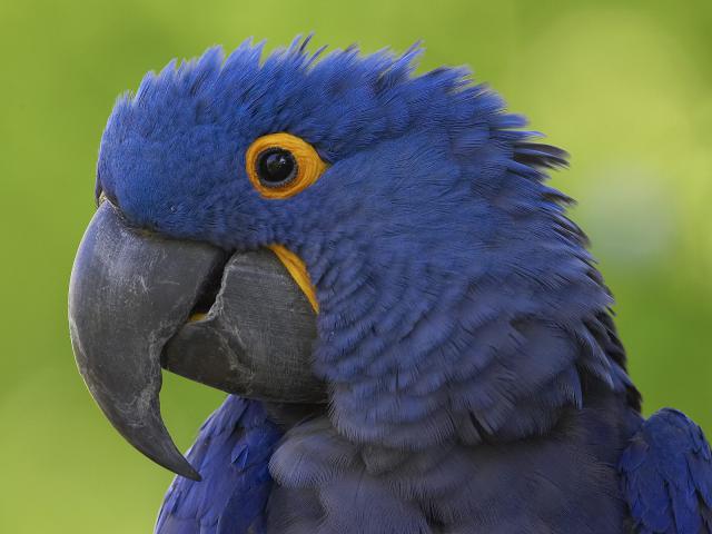 Birds_001