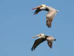 Birds_002