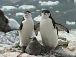 Birds_004