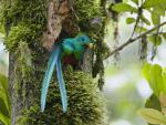 Birds_006
