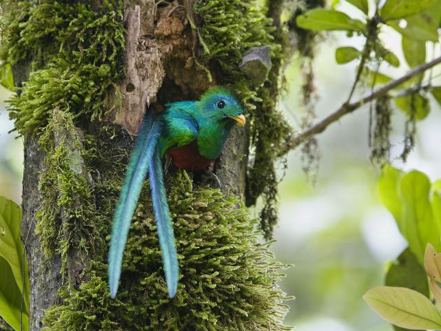 Birds_006