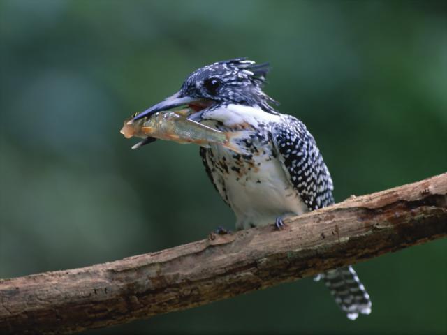 Birds_007