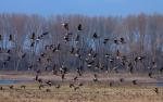 Birds_008