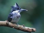 Birds_013