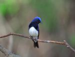 Birds_014