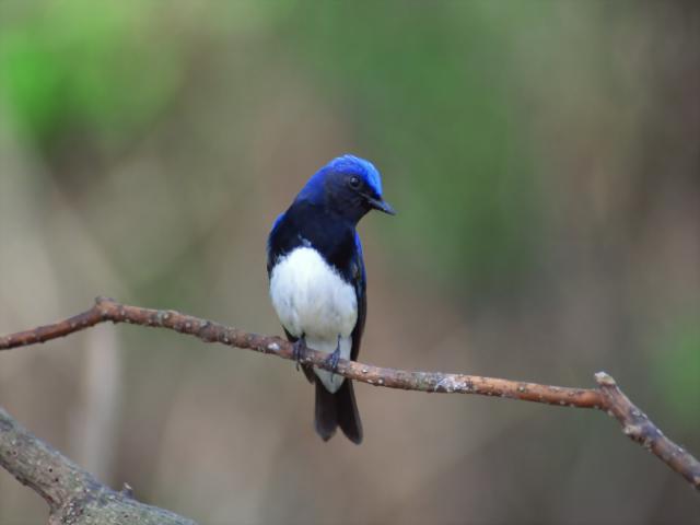 Birds_014
