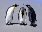 Birds_015