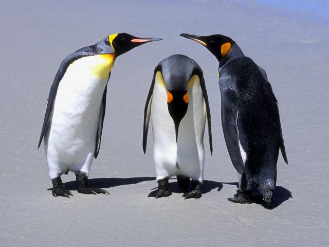 Birds_015