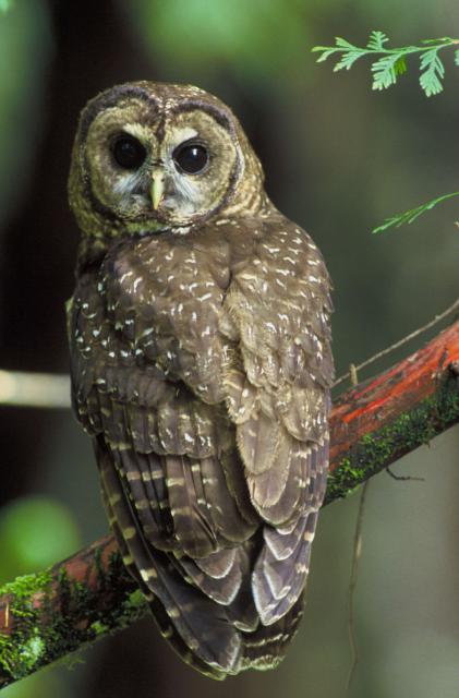 Birds_016