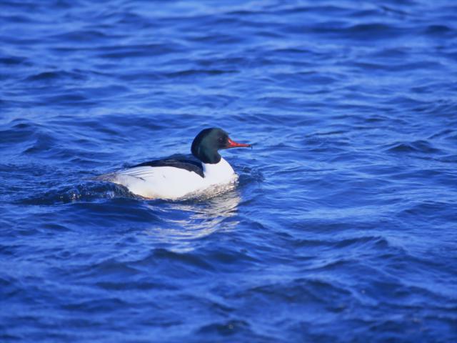 Birds_021