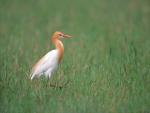 Birds_022