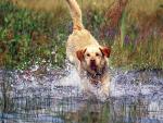dog_044