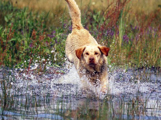 dog_044