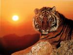 Tiger_05