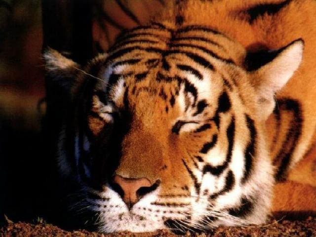 Tiger_06