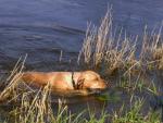 dog_046