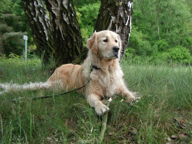 dog_049