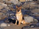 dog_056